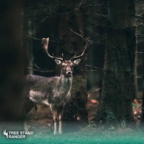 be soundless to avoid scaring deer hiding in woods