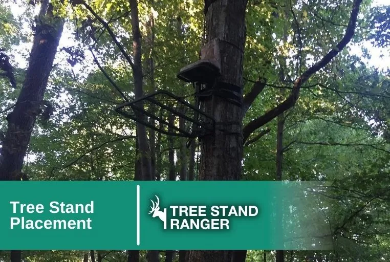 tree stand placement