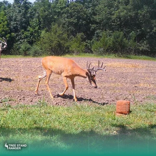 Antler King Apple Burst Mineral Block