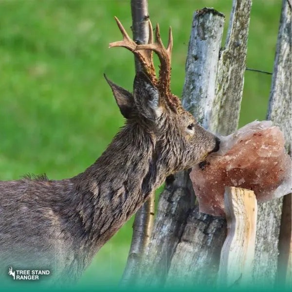 Rack Rock Deer Attractant