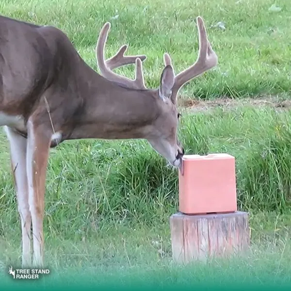 Best mineral Licks for Deer 2024 - Salt Lick mineral Blocks