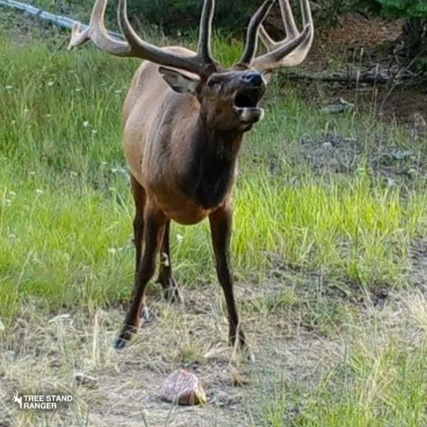 Trophy Rock Redmond Mineral Lick - Best Livestock-Like Deer Mineral Licks