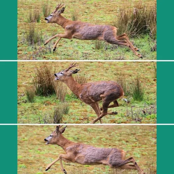 deer galloping -proof