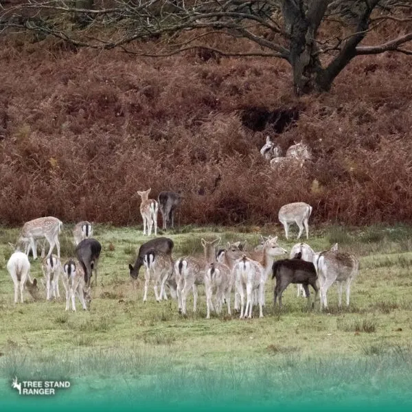 do deer travel in herds