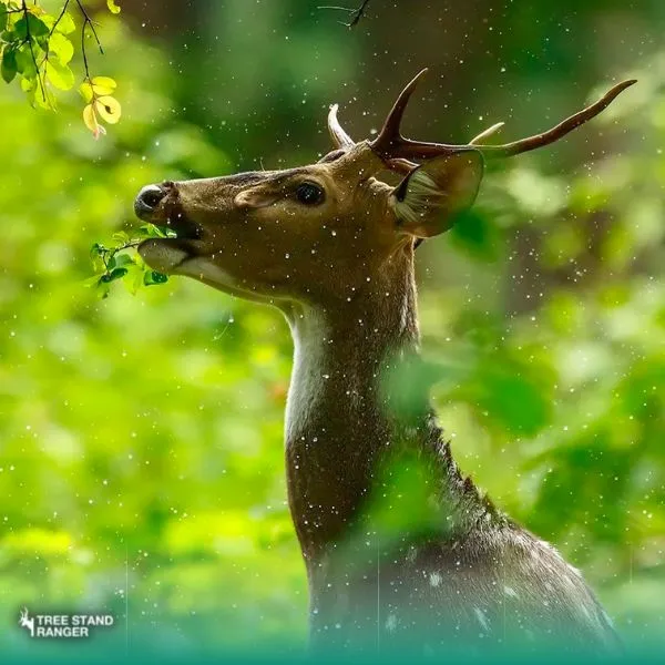 does whitetail deer move in the rain