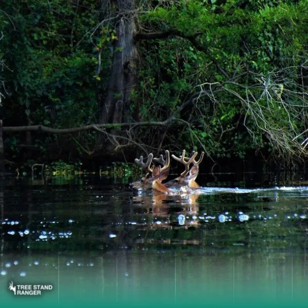 how deer move in water
