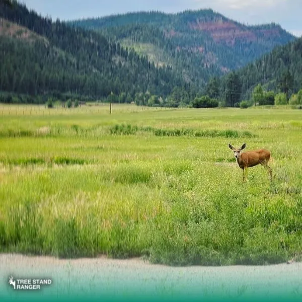 how far do deer travel alone