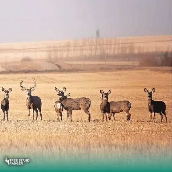 how many deer usually travel in a group & deer daily routine