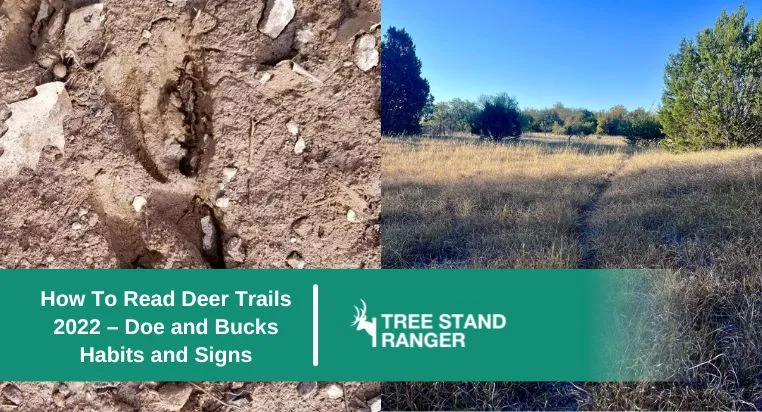 how to read deer trails