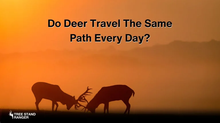 do deer travel on same path every day