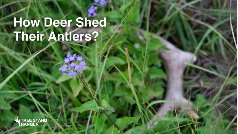 how do deer shed their antlers