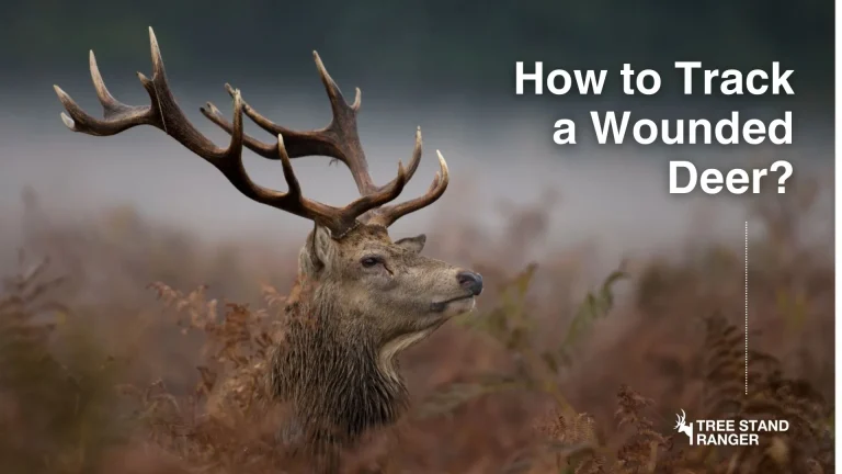 tracking a wounded deer